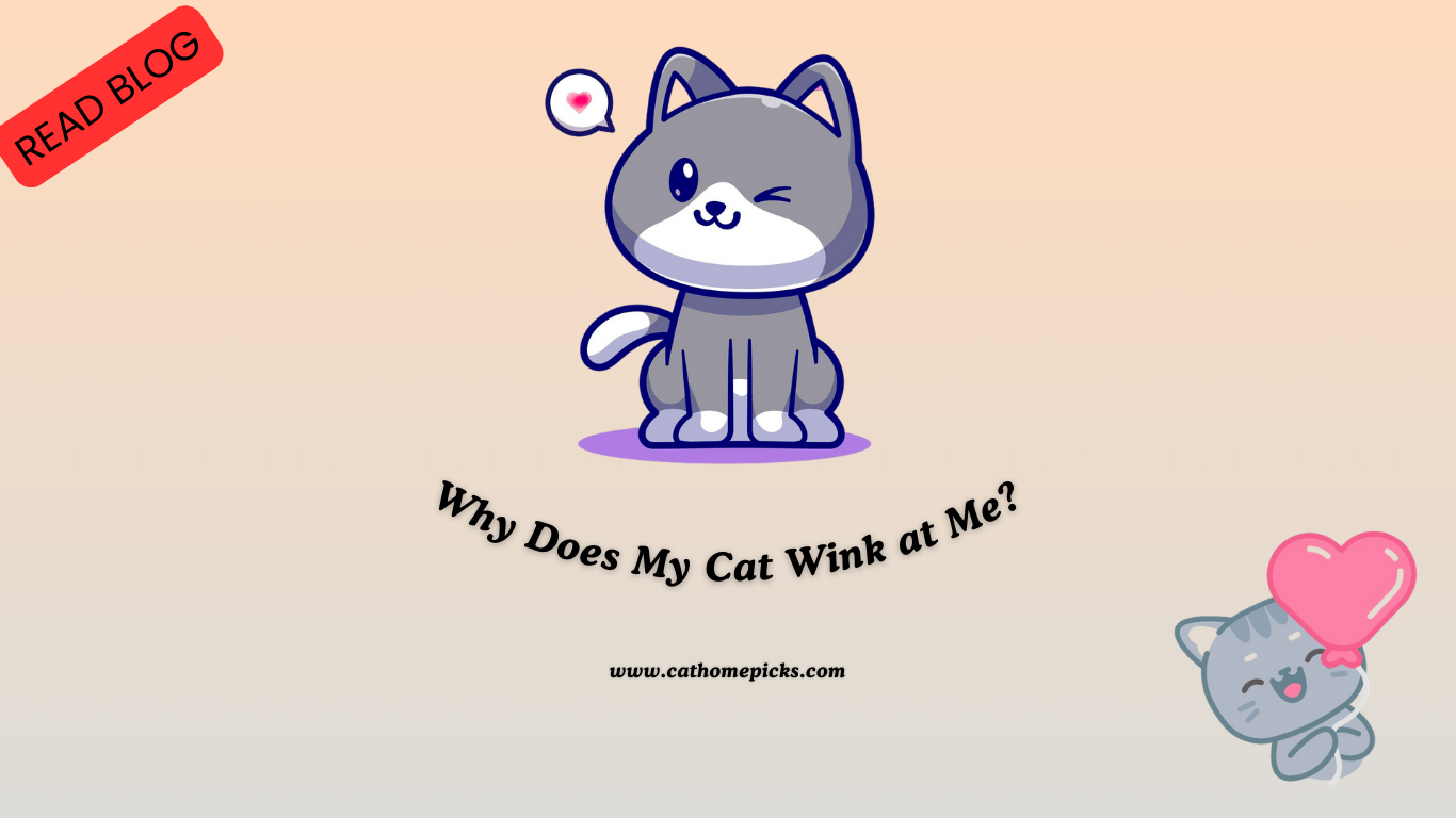 Why Does My Cat Wink at Me? Meaning Behind the Gesture