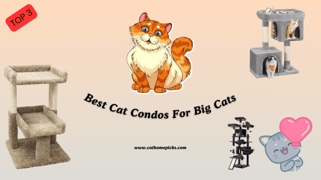 cat condos for big cats