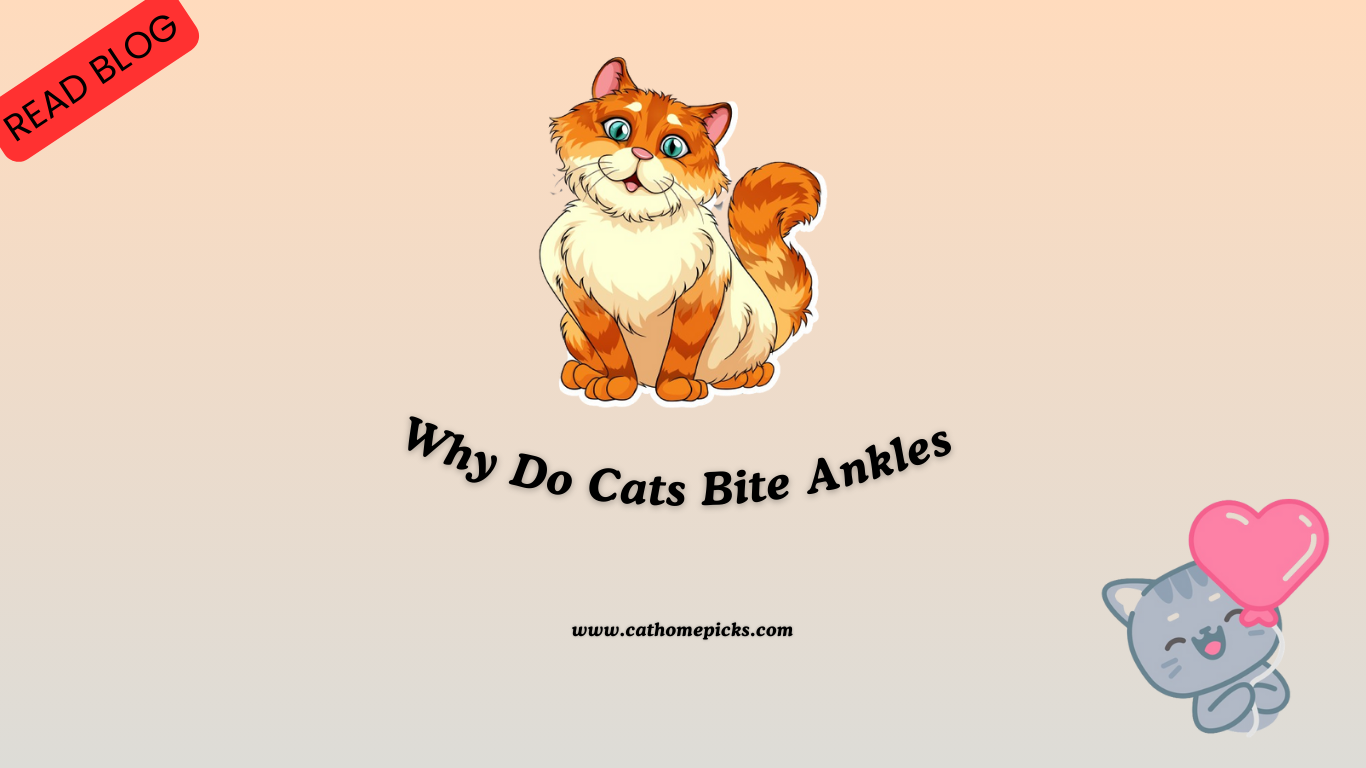 Why Do Cats Bite Ankles : Key Reasons Revealed