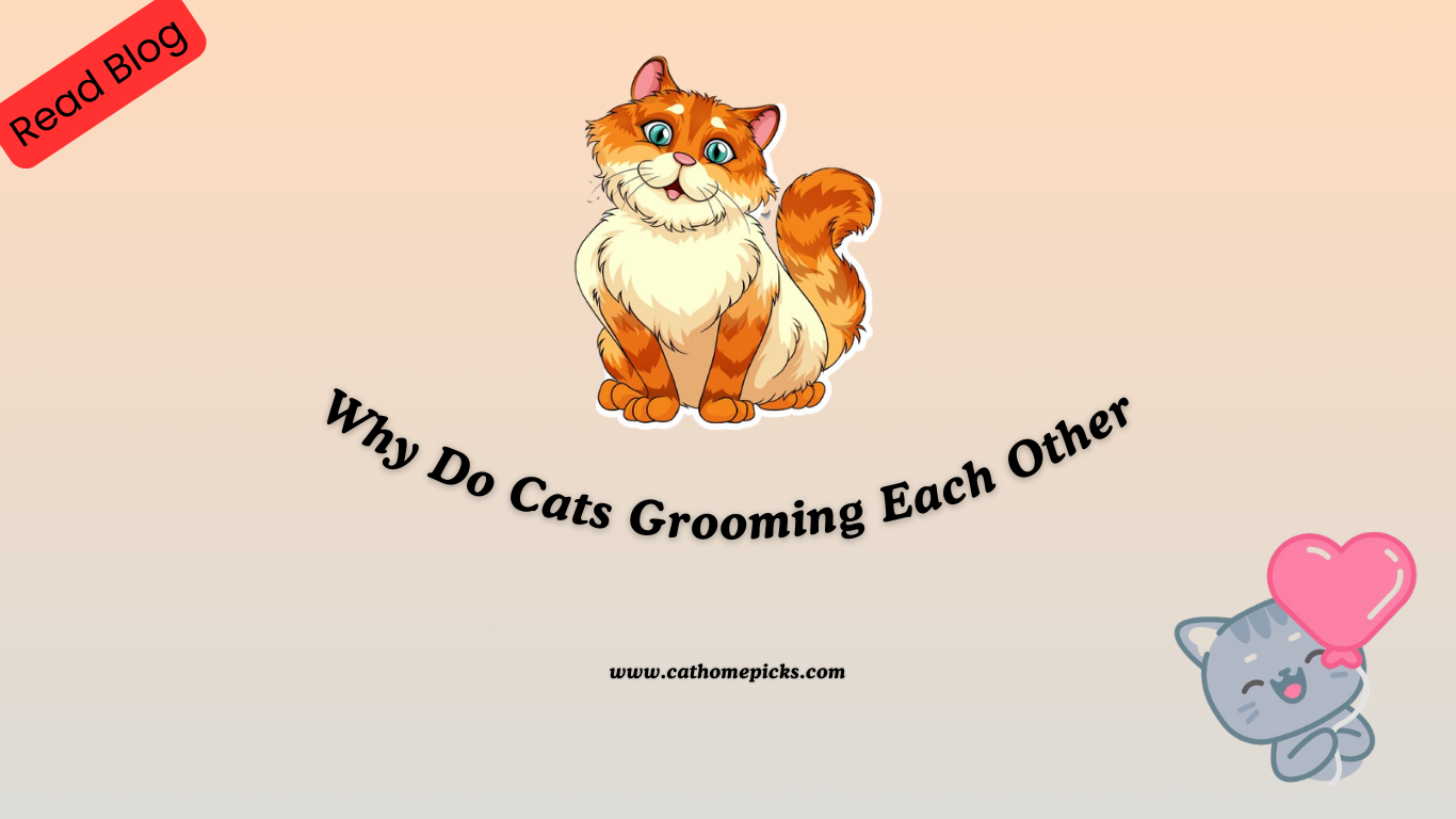 Why Do Cats Grooming Each Other? The Surprising Truth Behind the Behavior