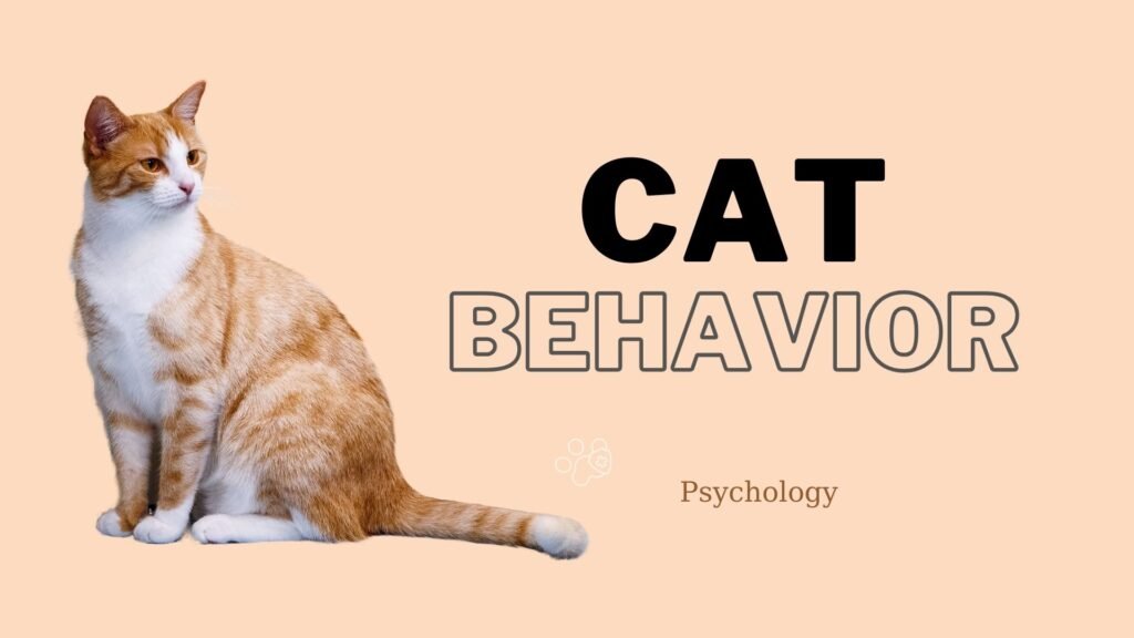 Psychology of cat behavior